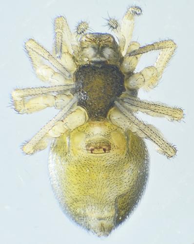 Réf. 286 526 : Pelecopsis parallela